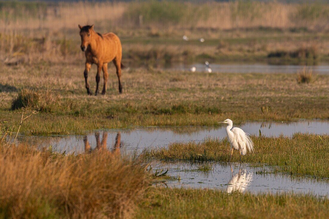 France,Somme,Baie de Somme,Le Crotoy,Henson horses in the Crotoy marsh in the Baie de Somme,this rustic and well adapted horse race was created by the breeders of the Baie de Somme