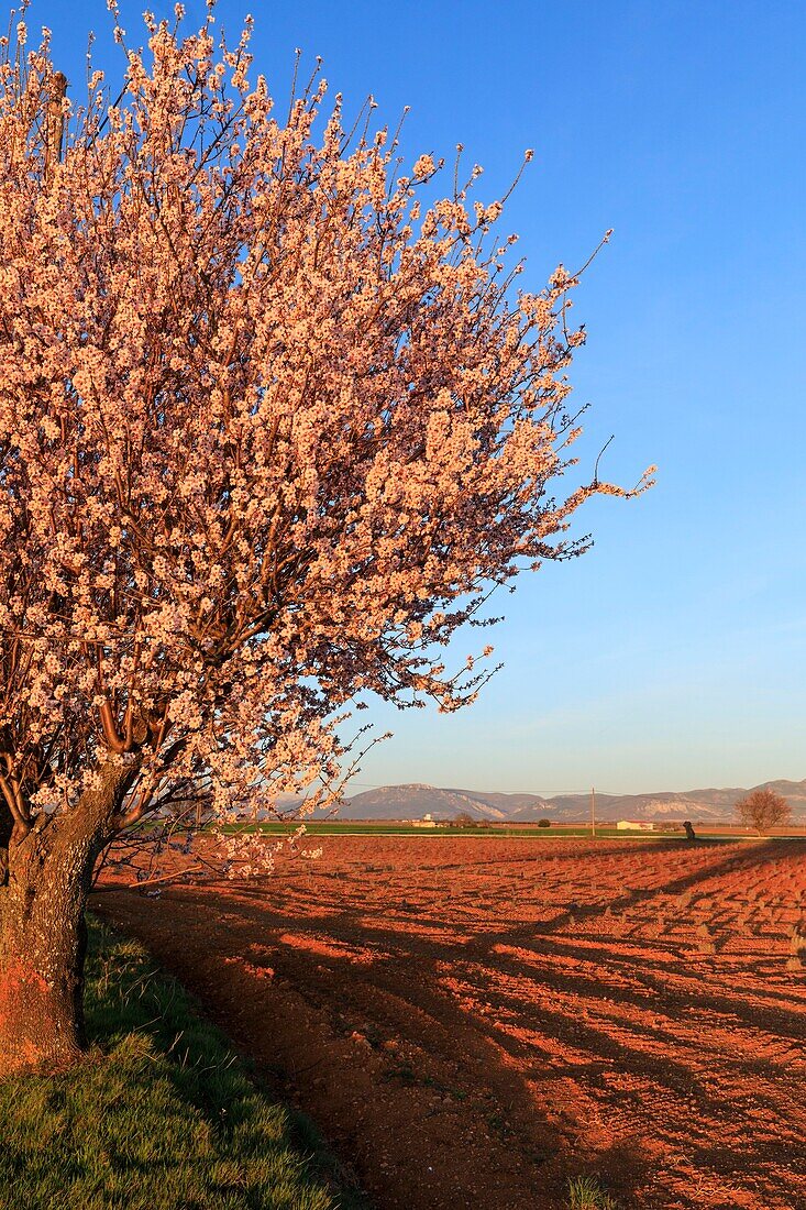 France,Alpes de Haute Provence,Verdon Regional Nature Park,Plateau de Valensole,Valensole,lavender and almond blossom field