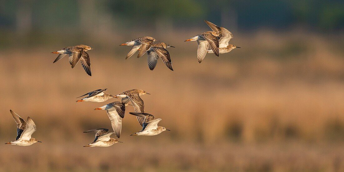 France,Somme,Baie de Somme,Le Crotoy,ruffs (Philomachus pugnax) in the marsh