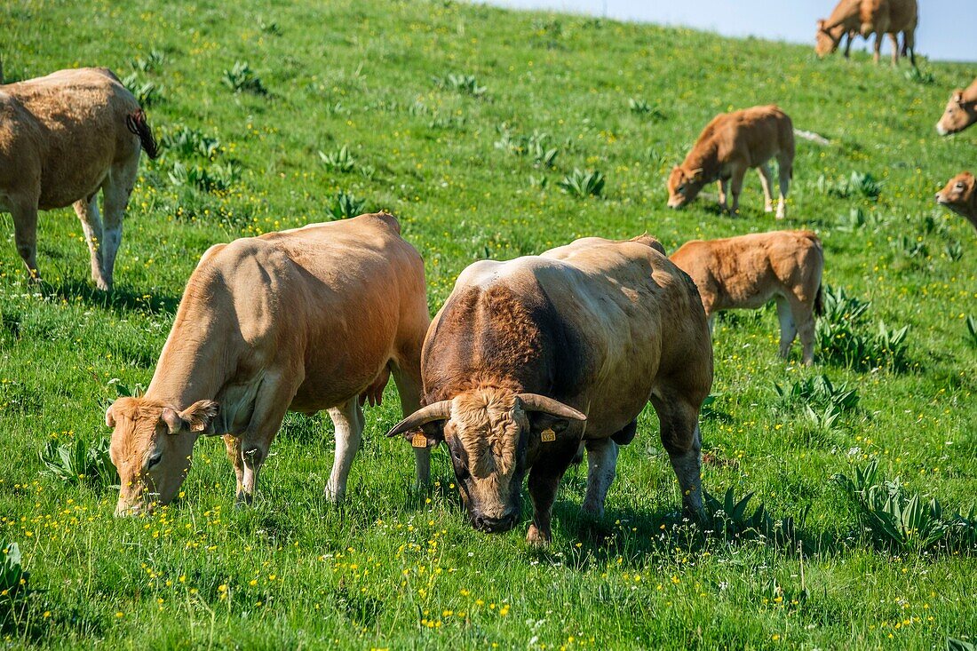 France,Aveyron,Aubrac Regional Nature Park,bull of Aubrac breed