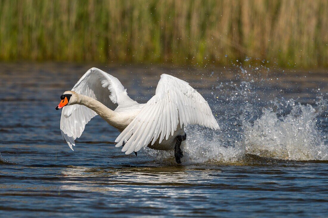 115/5000 Frankreich,Somme,Somme Bay,Crotoy Marsh,Höckerschwan (Cygnus olor - Höckerschwan) beim Abflug (Flug)