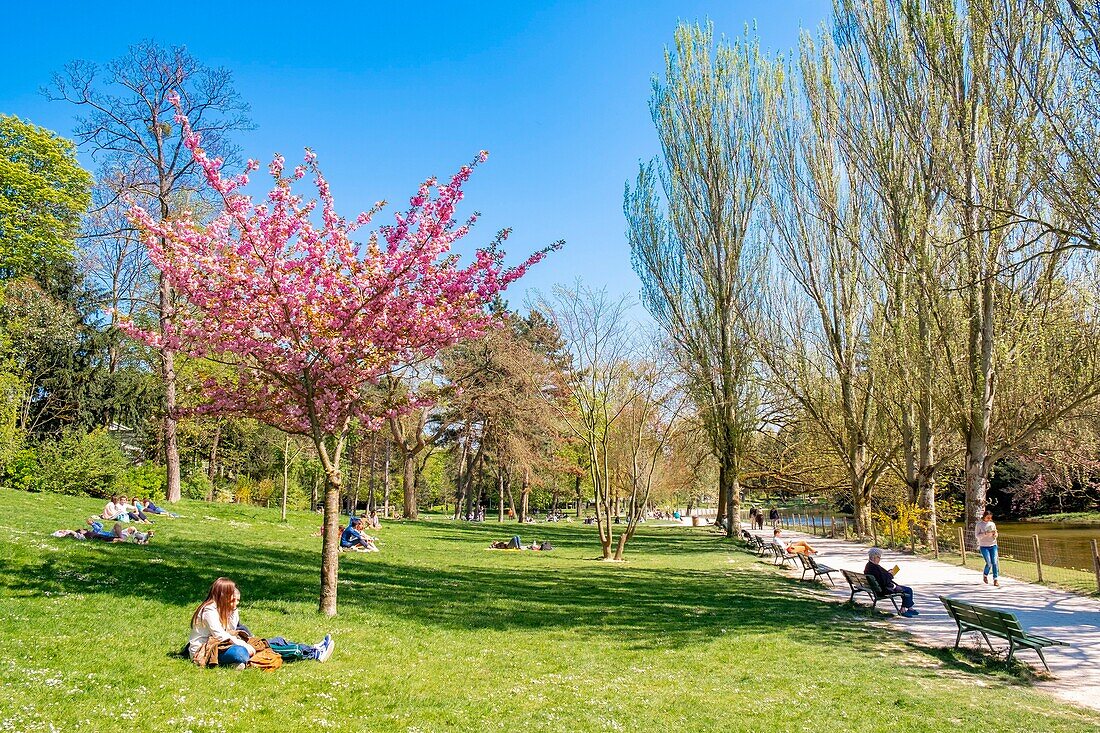 France,Paris,the Bois de Vincennes in front of Saint-Mandé lake,cherry blossom