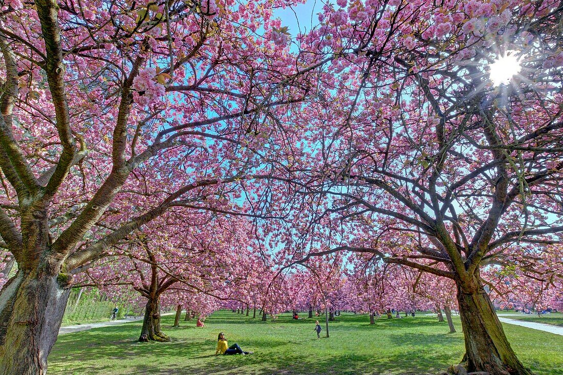 France,Hauts-de-Seine,Sceaux,park of Sceaux,North grove,cherry-trees (Prunus serrulata) blossoms