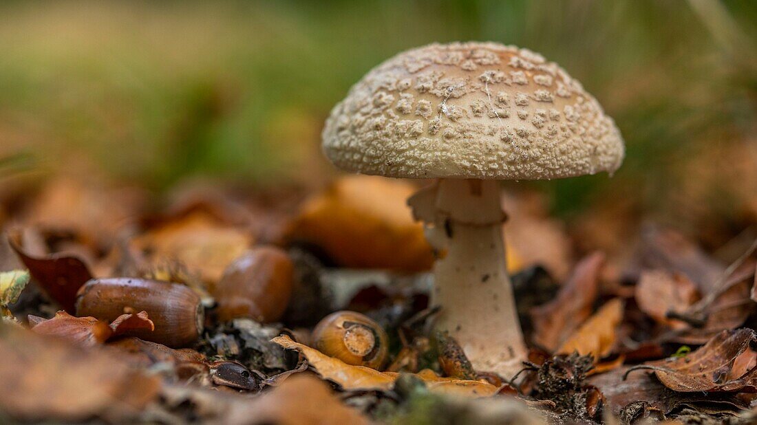 France,Somme,Crécy forest,Crécy-en-Ponthieu,Blushing Amanita mushroom - Amanita rubescens in autumn