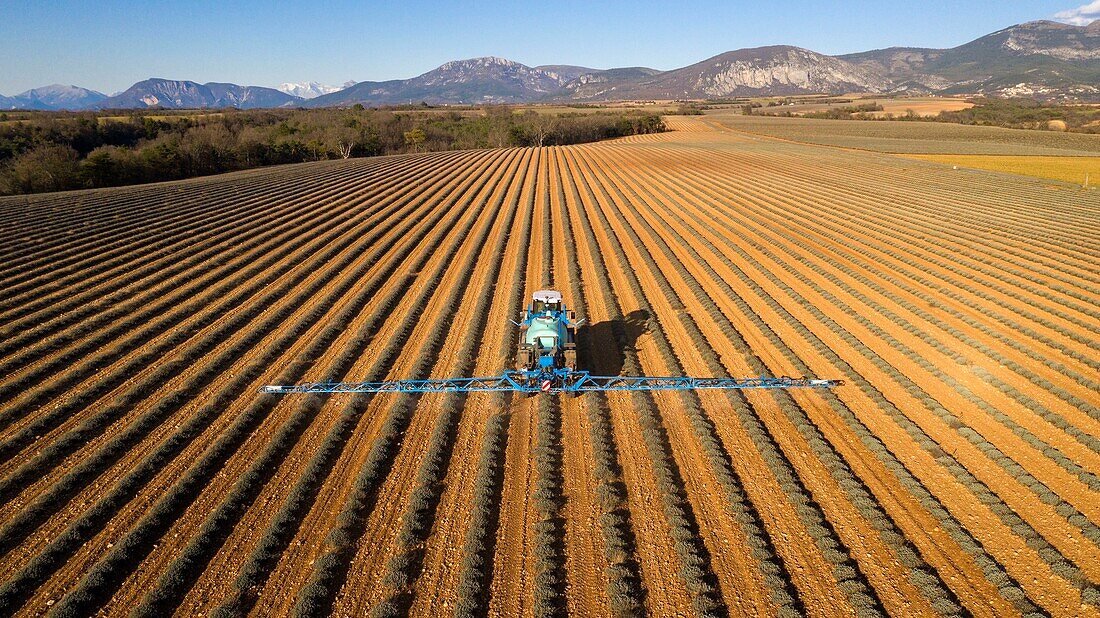 France,Alpes de Haute Provence,Verdon Regional Nature Park,Plateau de Valensole,Puimoisson,lavender field (aerial view)