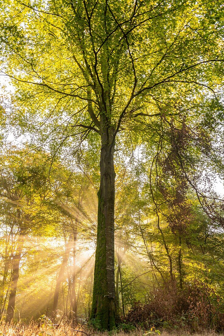 Frankreich,Somme,Wald von Crécy,Crécy-en-Ponthieu,Der Wald von Crécy und seine Buchen, die für die Qualität ihres Holzes berühmt sind (die Weißbuche von Crécy),im Frühherbst,während die Sonnenstrahlen den Nebel durchdringen