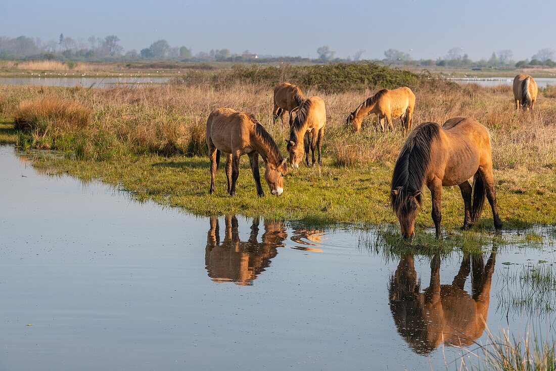 Frankreich,Somme,Baie de Somme,Le Crotoy,Henson-Pferde im Sumpf von Crotoy in der Baie de Somme,diese rustikale und gut angepasste Pferderasse wurde von den Züchtern der Baie de Somme geschaffen