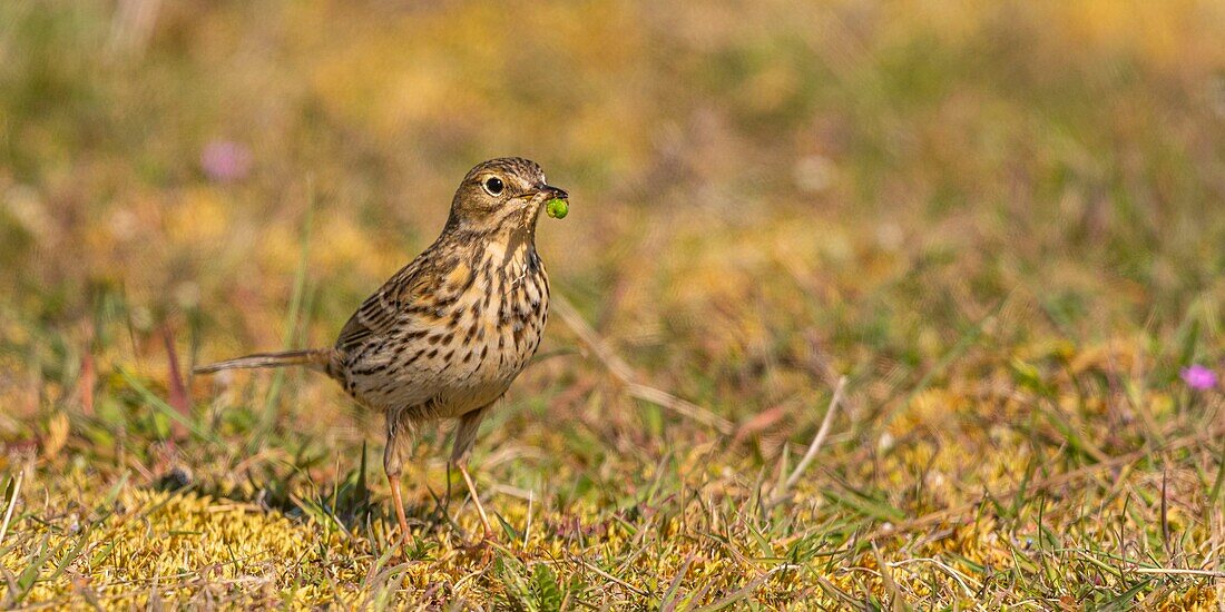 France,Somme,Baie de Somme,Cayeux sur Mer,The hâble d'Ault,Meadow pipit (Anthus pratensis Meadow Pipit)