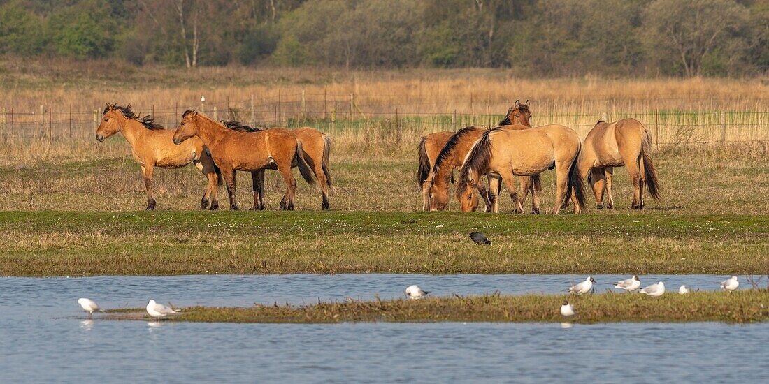 France,Somme,Baie de Somme,Le Crotoy,Henson horses in the Crotoy marsh in the Baie de Somme,this rustic and well adapted horse race was created by the breeders of the Baie de Somme