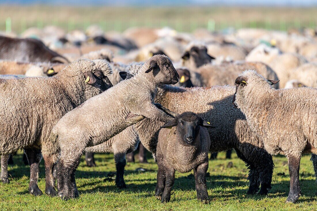 France,Somme,Baie de Somme,Le Crotoy,salt meadow sheep in the Baie de Somme in spring,at this time of year,sheep still have their wool and lambs are still small,a few goats accompany the flock to guide him in the meadows