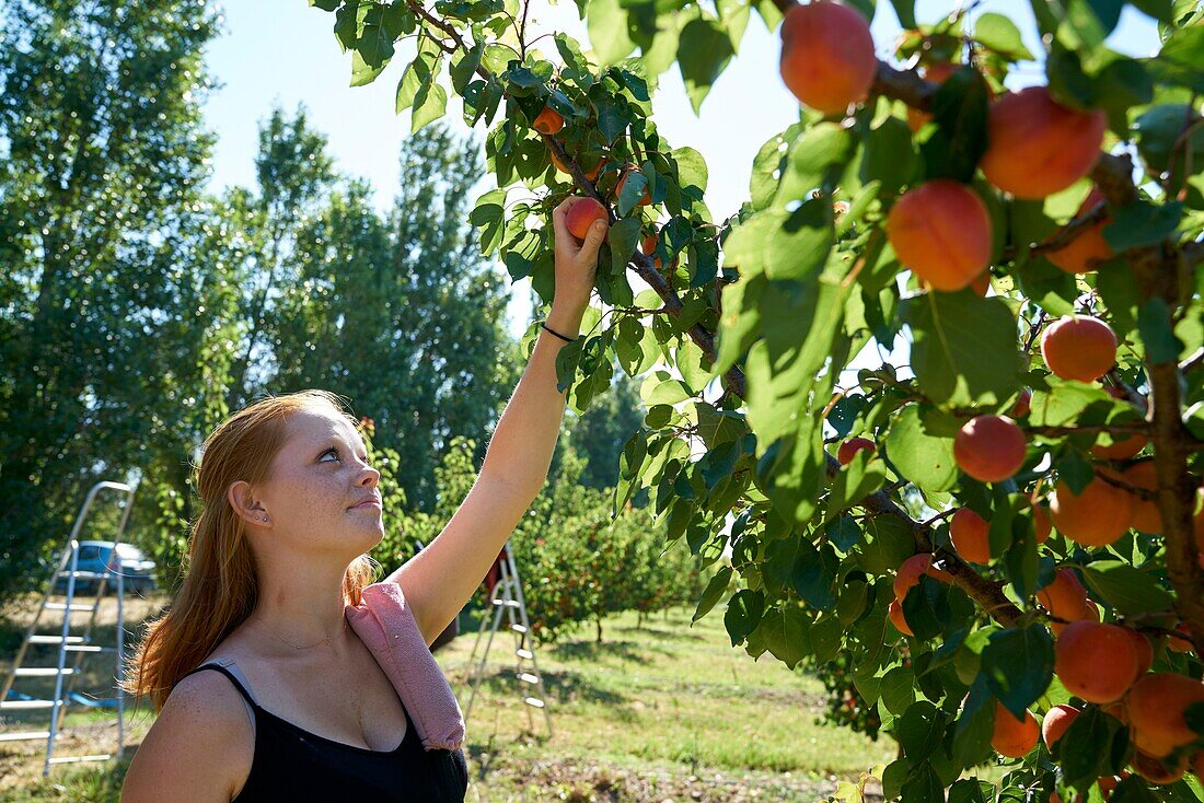 France,Pyrenees Orientales,Claira,Elisabeth Bonnet,producer of Red Apricot from Roussillon,Labeled AOP ans AOC,hand picking of apricots