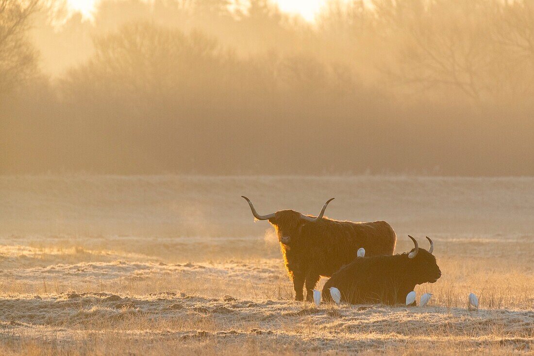 Frankreich,Somme,Baie de Somme,Noyelles-sur-Mer,Winter,Schottische Kühe Hochlandrinder in einem Frostfutter am frühen Morgen im Winter mit Silberreiher