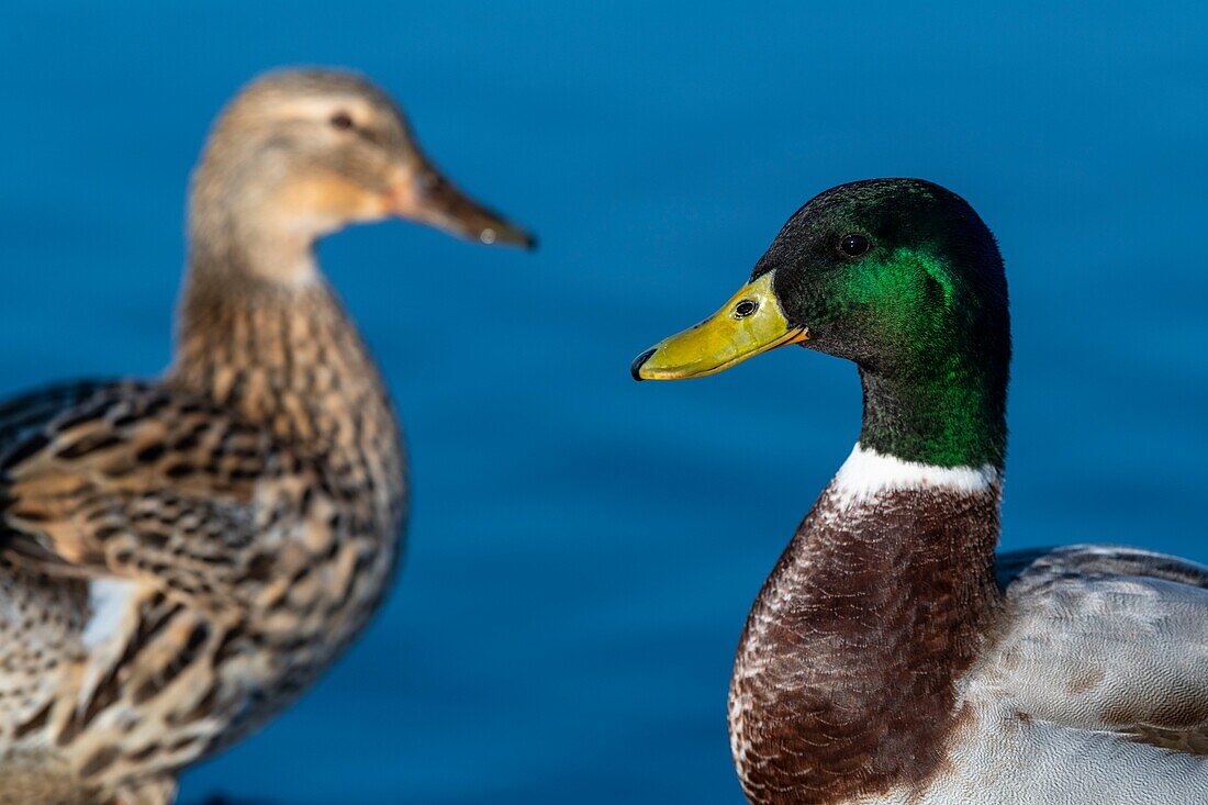 France,Somme,Baie de Somme,Le Crotoy,Mallard (Anas platyrhynchos) male