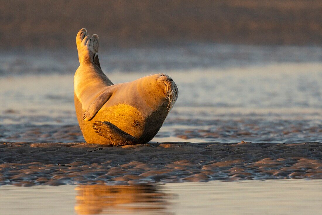 Frankreich,Pas de Calais,Cote d'Opale,Authie Bay,Berck sur mer,Seehund (Phoca vitulina) bei Ebbe auf einer Sandbank ruhend