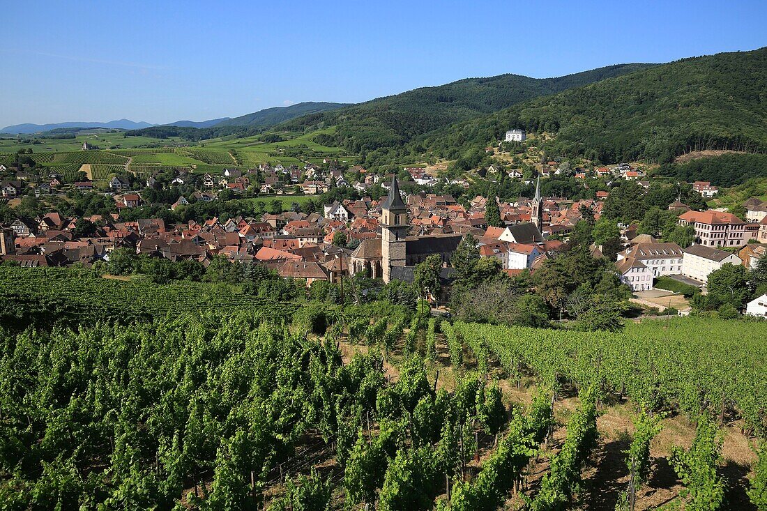 Frankreich,Haut Rhin,Route des Vins d'Alsace,Ribeauville