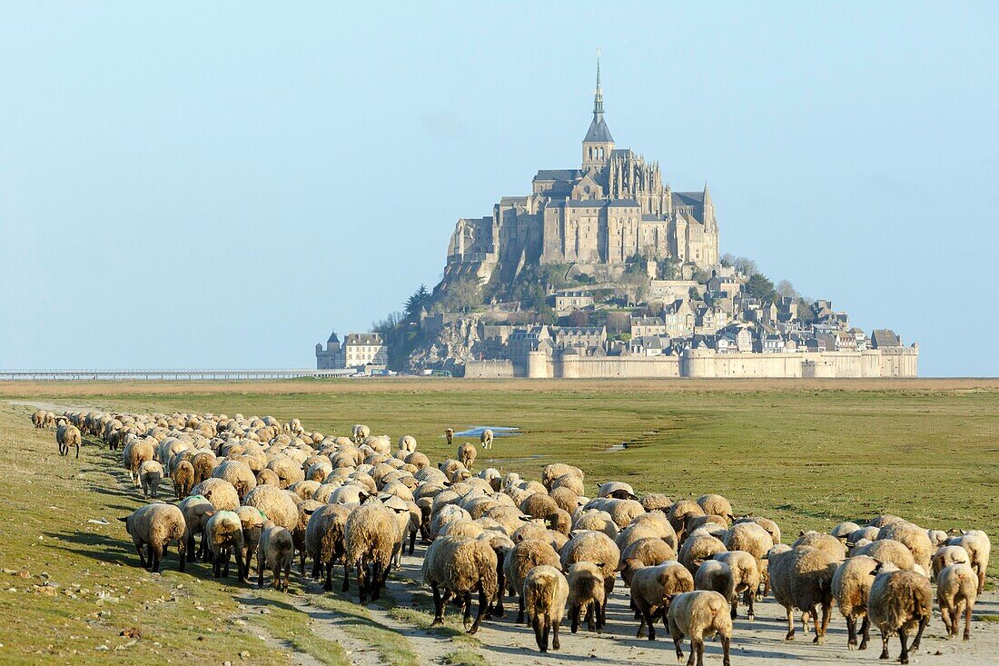 Frankreich,Manche,Bucht von Mont Saint Michel,von der UNESCO zum Weltkulturerbe erklärt,Schafe in den Salzfeldern der Bucht und Mont Saint Michel
