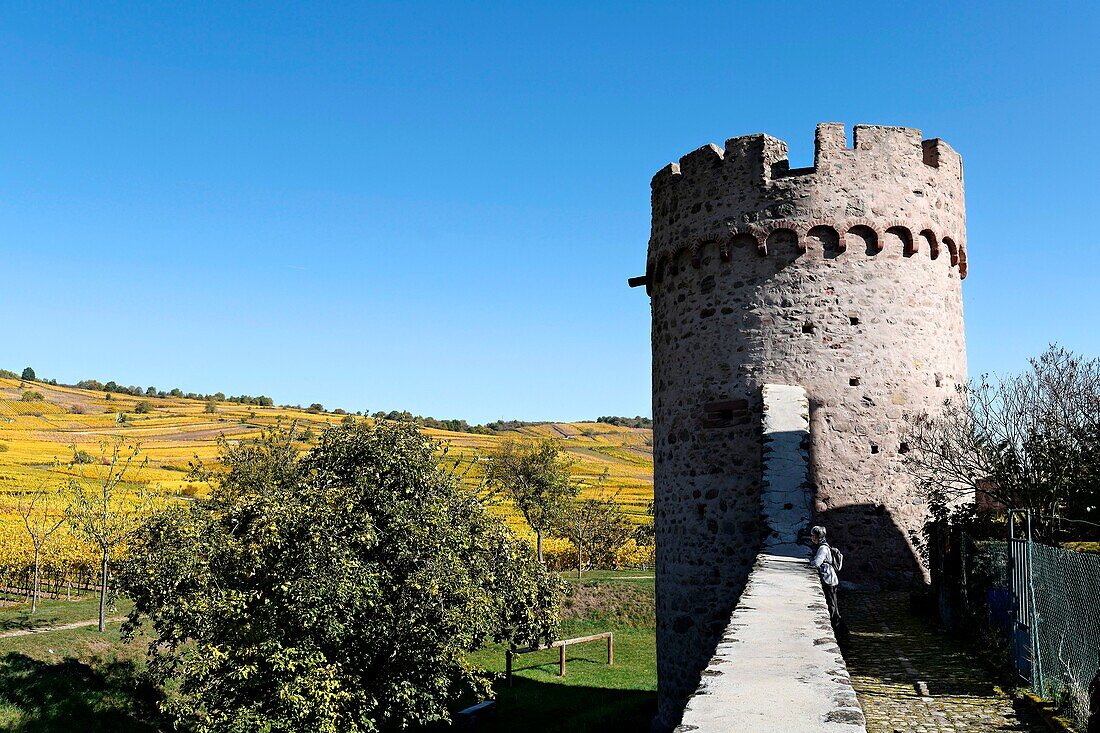 Frankreich,Haut Rhin,Kientzheim,Stadtmauer, Spazierweg und Turm.