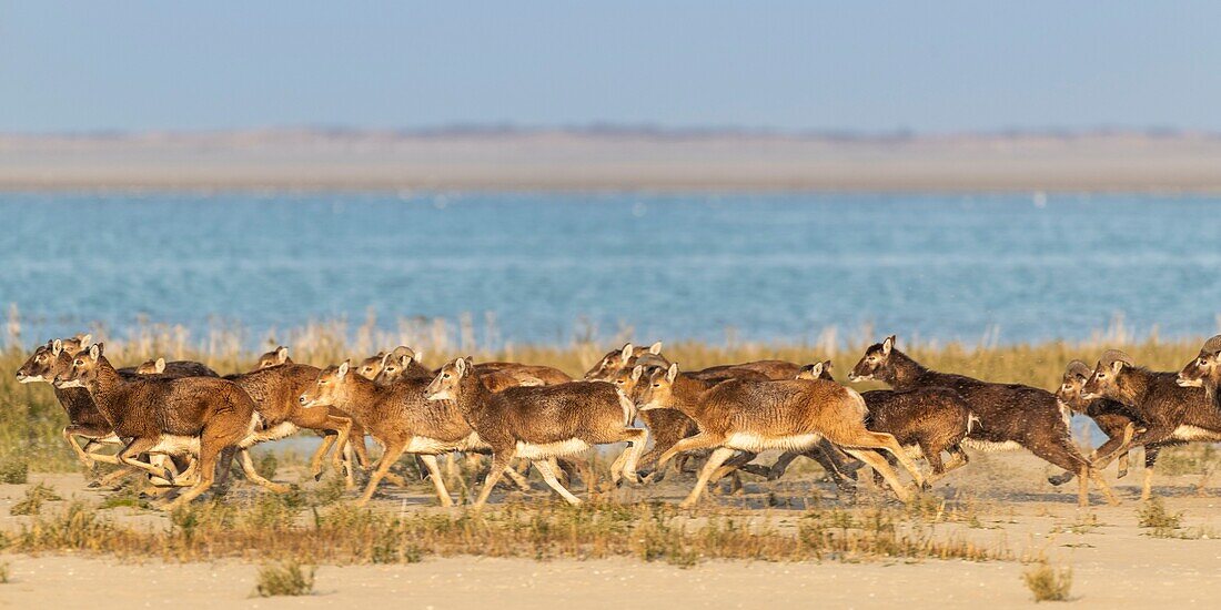 France,Somme,Bay of Somme,Natural Reserve of the Bay of Somme,Le Crotoy,Mouflons (Corsican Mouflon,Ovis orientalis musimon) having found refuge in the natural reserve in the Bay of Somme a day of hunting,the mouflons were introduced in the 1980s for hunting and eco grazing in a private area near the reserve