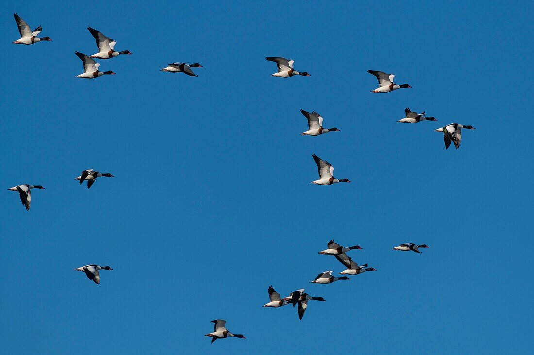 France,Somme,Baie de Somme,Natural Reserve of the Baie de Somme,Le Crotoy,winter,passage of Common Shelduck (Tadorna tadorna ) in the sky of the nature reserve