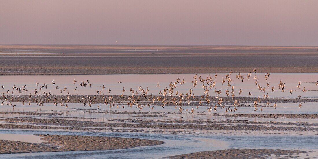 France,Somme,Baie de Somme,Baie de Somme Nature Reserve,Le Crotoy,winter,flight of sandpipers (Calidris alpina,Dunlin) in the nature reserve
