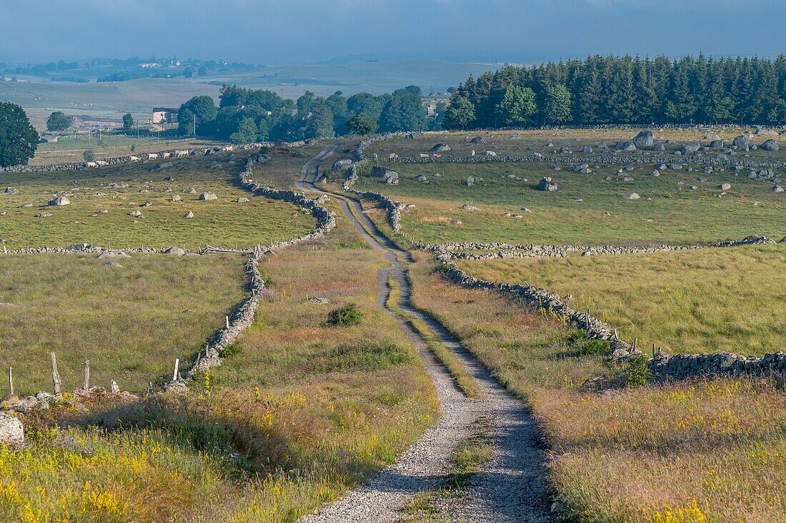 France,Lozere,Aubrac Regional Nature Park,Marchastel,Nasbinals