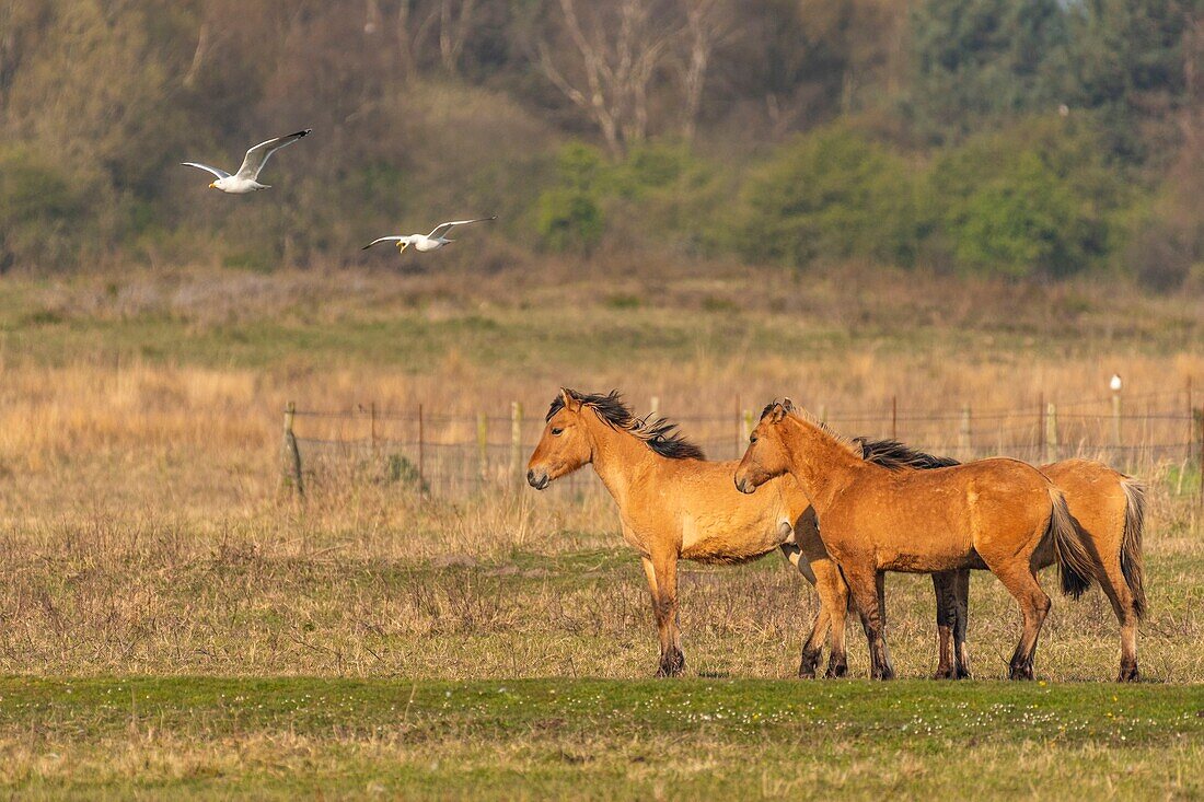 France,Somme,Baie de Somme,Le Crotoy,Henson horses in the Crotoy marsh in the Baie de Somme,this rustic and well adapted horse race was created by the breeders of the Baie de Somme