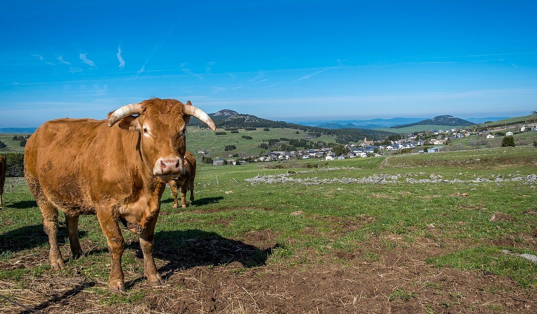 France,Haute Loire,Parc Naturel Regional des Monts d'Ardeche (Regional natural reserve of the Mounts of Ardeche),Les Estables,Fin Gras of Mezenc,Vivarais,Sucs area