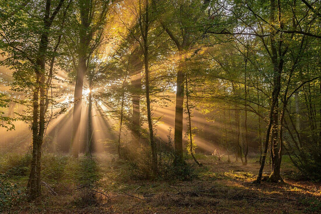 France,Somme,Crécy Forest,Crécy-en-Ponthieu,The Crécy Forest and its beeches famous for the quality of their wood (The Crécy white beech),in early autumn,while the sun rays pierce the mist