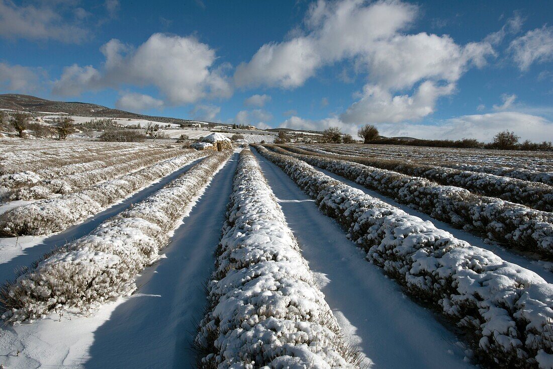 France,Drome,Ferrassieres,lavender fields under the snow