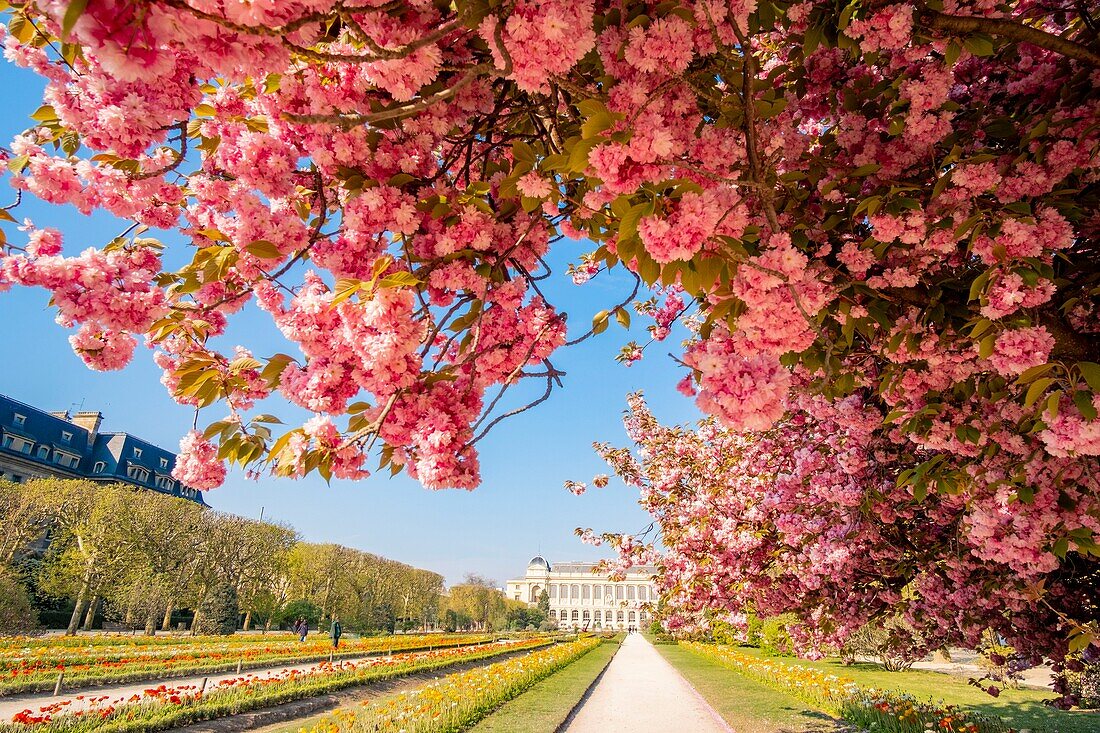 France,Paris,the Jardin des Plantes with a blossoming Japanese cherry tree (Prunus serrulata) in the foreground and the Grande Galerie of the Natural History Museum