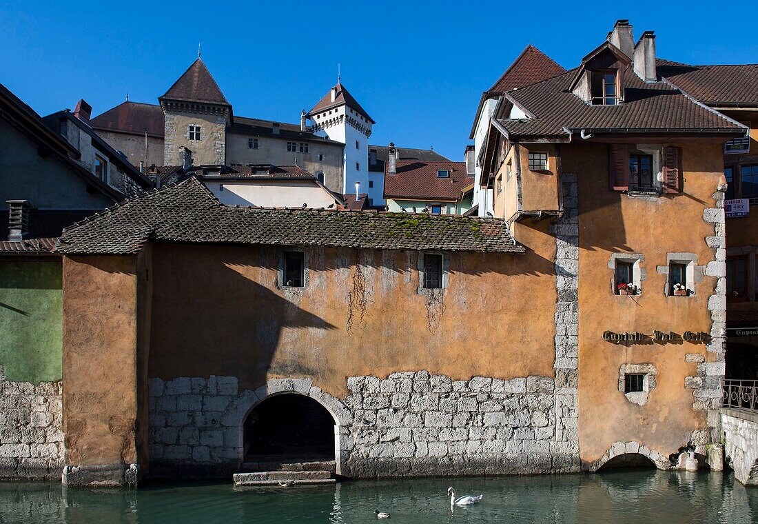 France,Haute Savoie,Annecy,swan on the channel of Thiou deversoir of the lake near the Morens bridge and restored facades,in arrier plan the towers of the castle