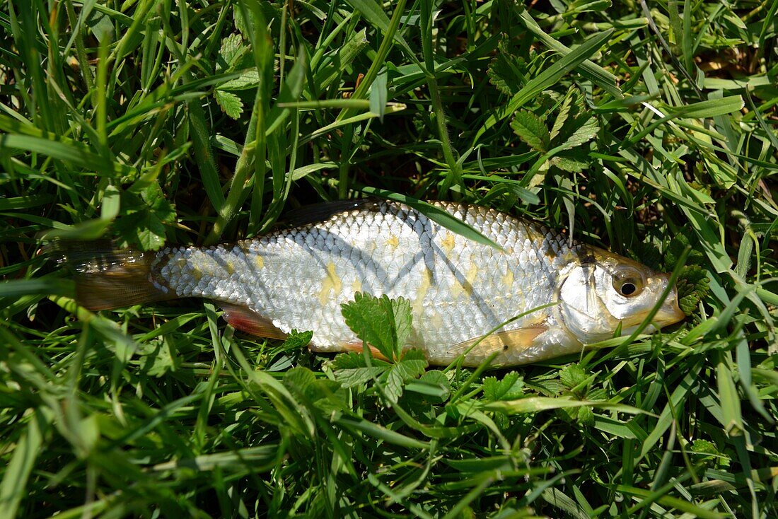 France,Meurthe and Moselle,Villey Saint Etienne,Terrouin Valley jumping into the Moselle,fish in the grass