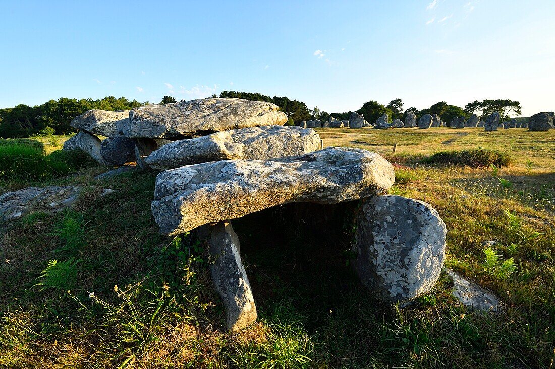 France,Morbihan,Carnac,row of megalithic standing stones at Kermario