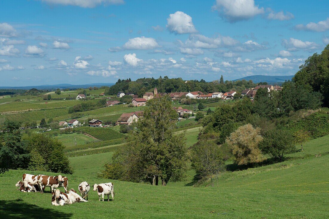 France,Jura,Arbois,the village of Montigny les Arsures and a herd of Montbeliarde cows