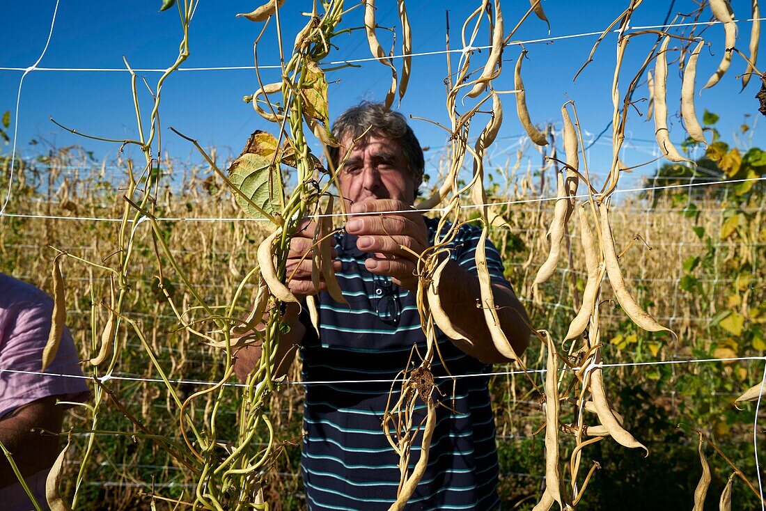 France,Hautes Pyrenees,Tarbes,farm,Michel Dulac,producer of Tarbais Beans,France,Hautes Pyrenees,Tarbes,farm,Michel Dulac,producer of Tarbais Beans,harvest