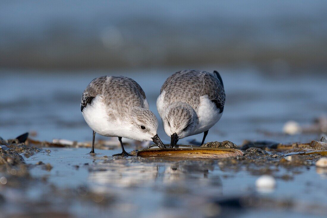 France,Somme,Baie de Somme,Picardy Coast,Quend-Plage,Sanderling (Calidris alba) on the beach,at high tide,sandpipers come to feed in the sea leash