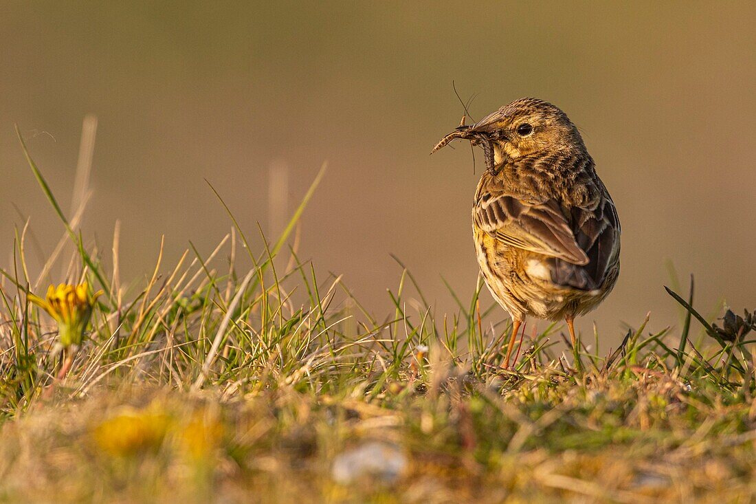 France,Somme,Baie de Somme,Cayeux sur Mer,The hâble d'Ault,Meadow pipit (Anthus pratensis Meadow Pipit)