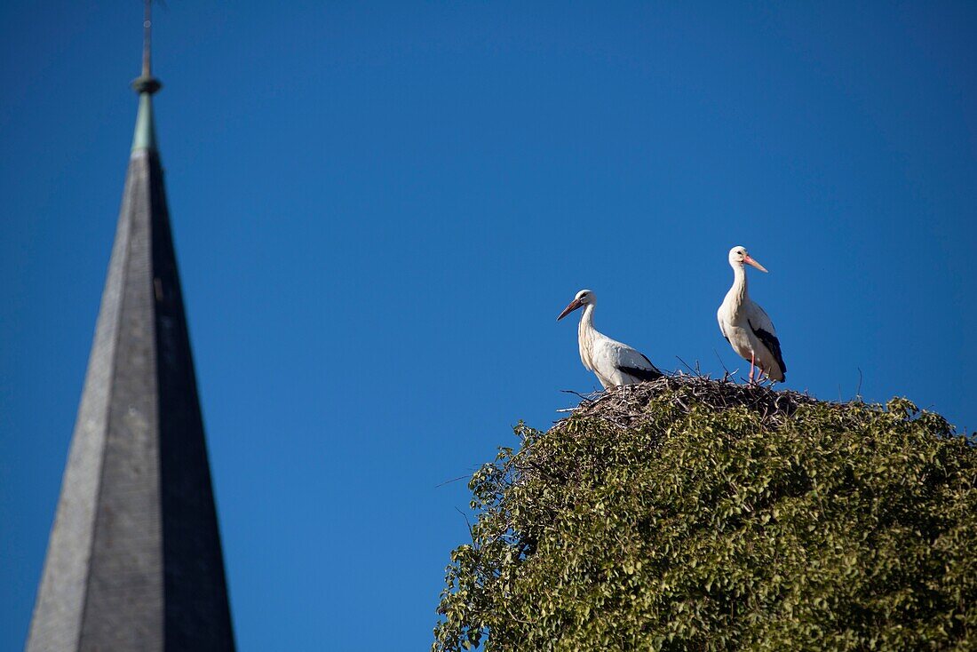 France,Haut Rhin,Alsace Wine Route,Rouffach,Notre Dame church,stork nest and stork couple