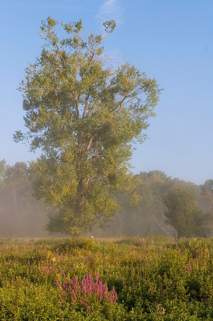 France,Somme,Valley of the Somme,marshes of Epagne-Epagnette,the swamp in the early morning while the fog dissipates,the marsh is populated by ponies for eco-grazing