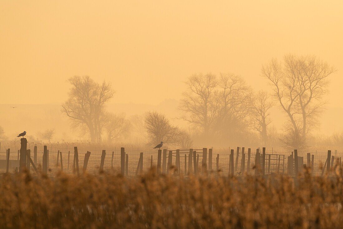 France,Somme,Baie de Somme,Noyelles sur Mer,morning ambience of the polders in the mist in the presence of gulls on the stakes of grazing