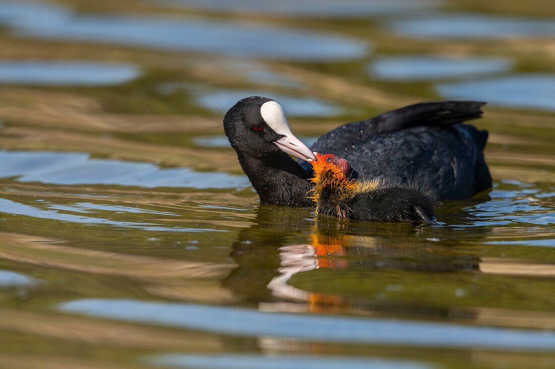 France,Somme,Bay of Somme,Natural Reserve of the Bay of Somme,Saint-Quentin-en-Tourmont,Marquenterre Ornithological Park,Coot (Fulica atra - Eurasian Coot): feeding of young brood by the adults who seek plants at the bottom of the water for their chicks or give them insects and larvae