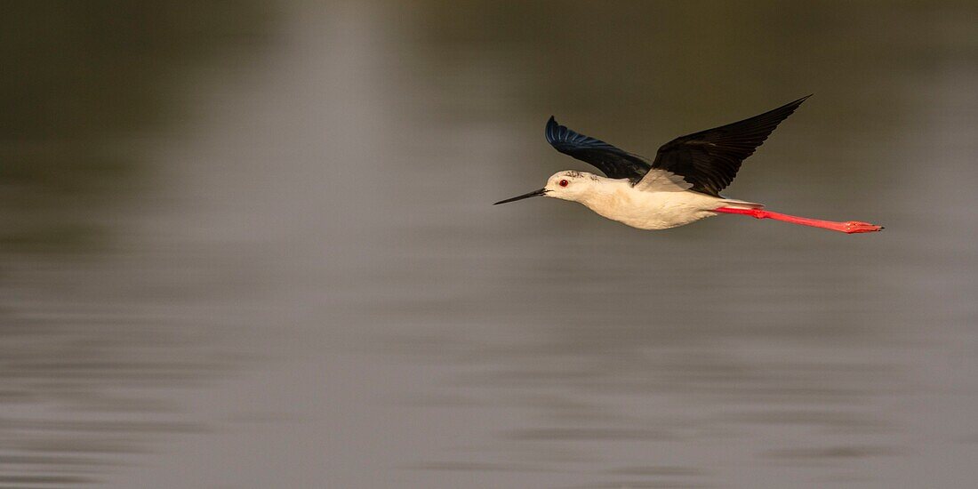 France,Somme,Baie de Somme,Baie de Somme Nature Reserve,Le Crotoy,White Stilt (Himantopus himantopus Black winged Stilt) in flight