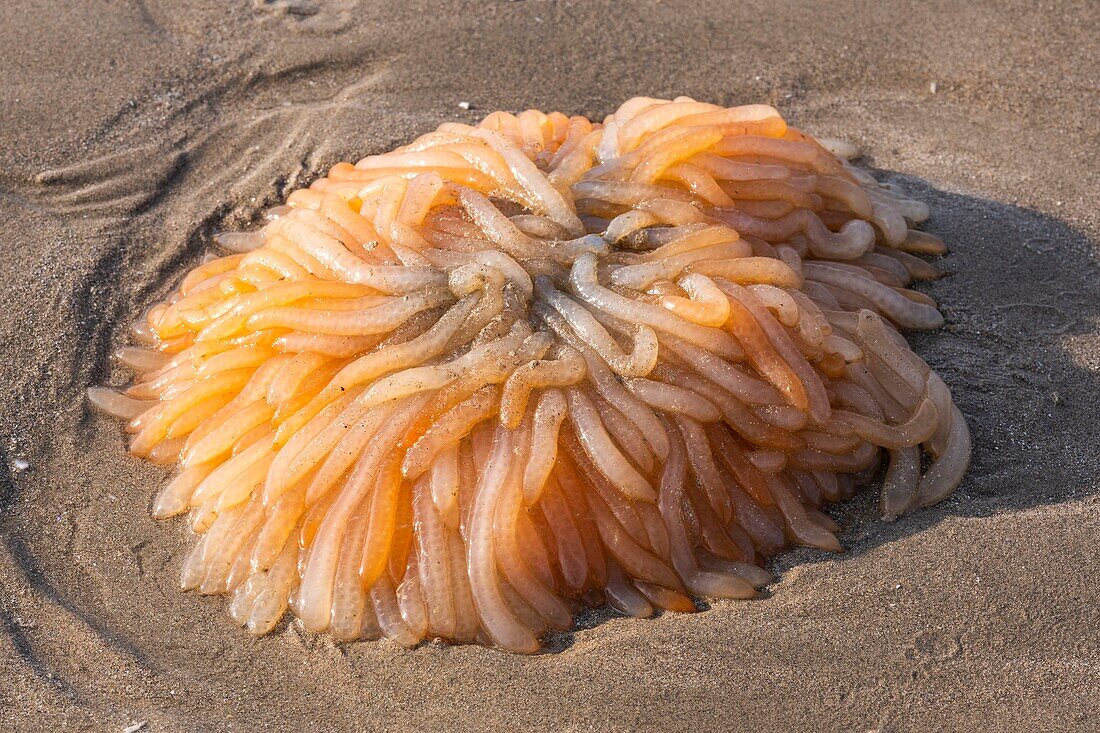 France,Somme,Ault,Squid landings stranded on the beach