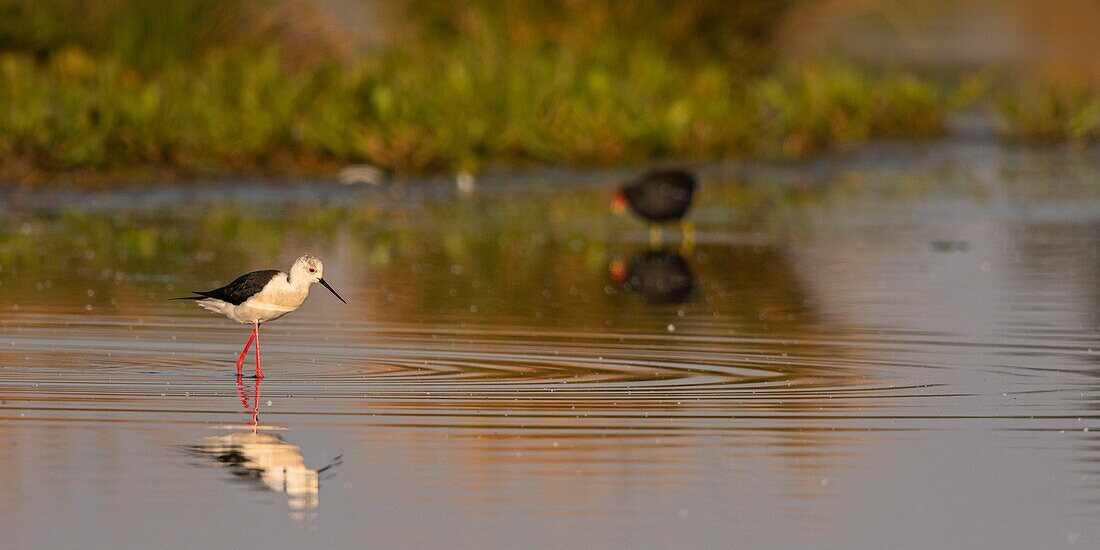 Frankreich,Somme,Baie de Somme,Naturschutzgebiet der Baie de Somme,Le Crotoy,Stelzenläufer (Himantopus himantopus Black winged Stilt)