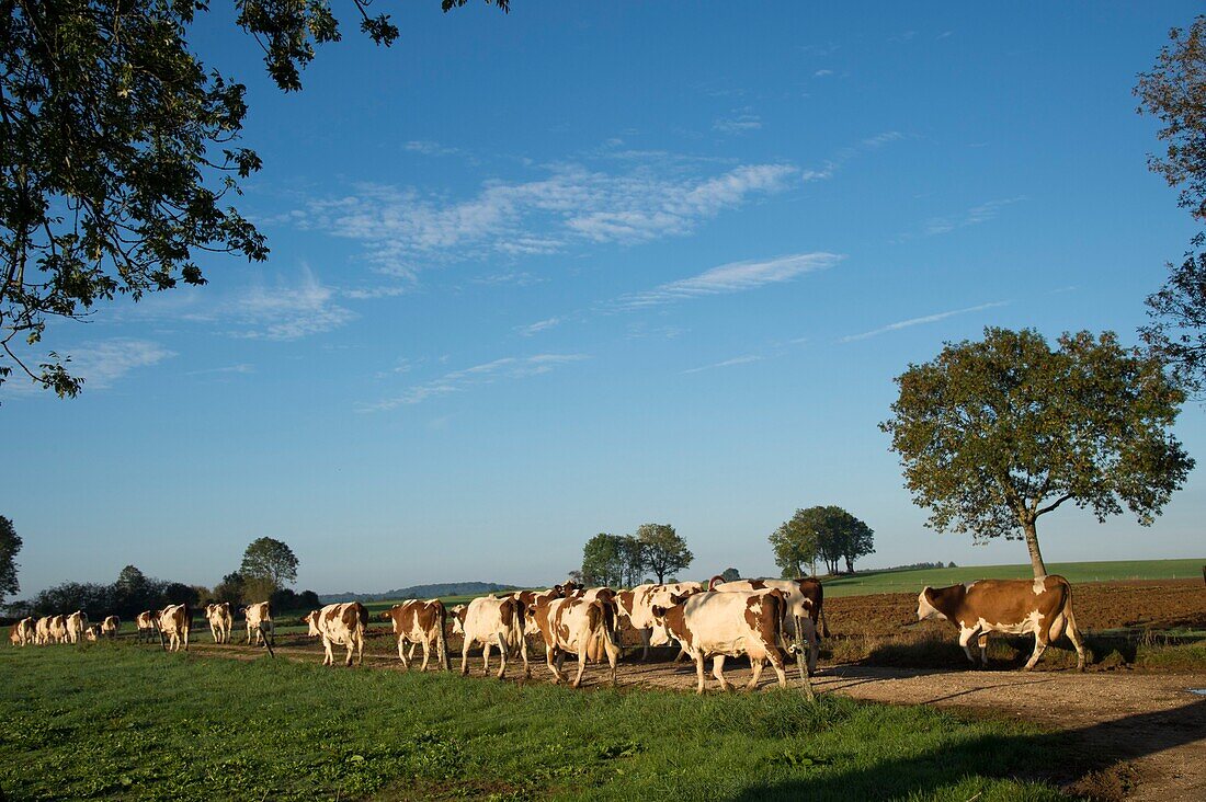 Frankreich,Jura,Arbois,Herden von Montbeliard-Kühen auf Tabletts zur Aufzucht