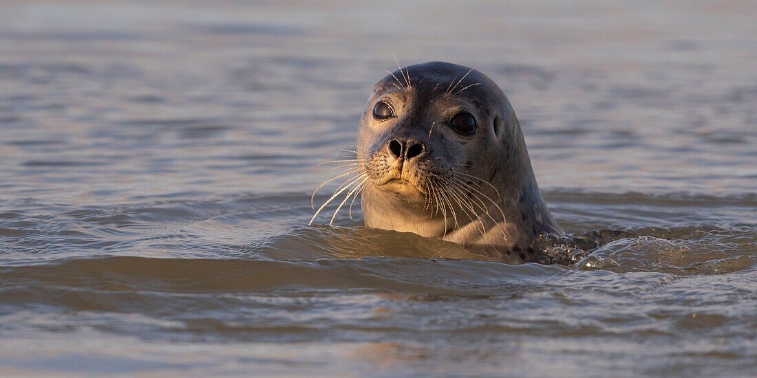 France,Pas de Calais,Cote d'Opale,Authie Bay,Berck sur mer,common seal (Phoca vitulina) swimming