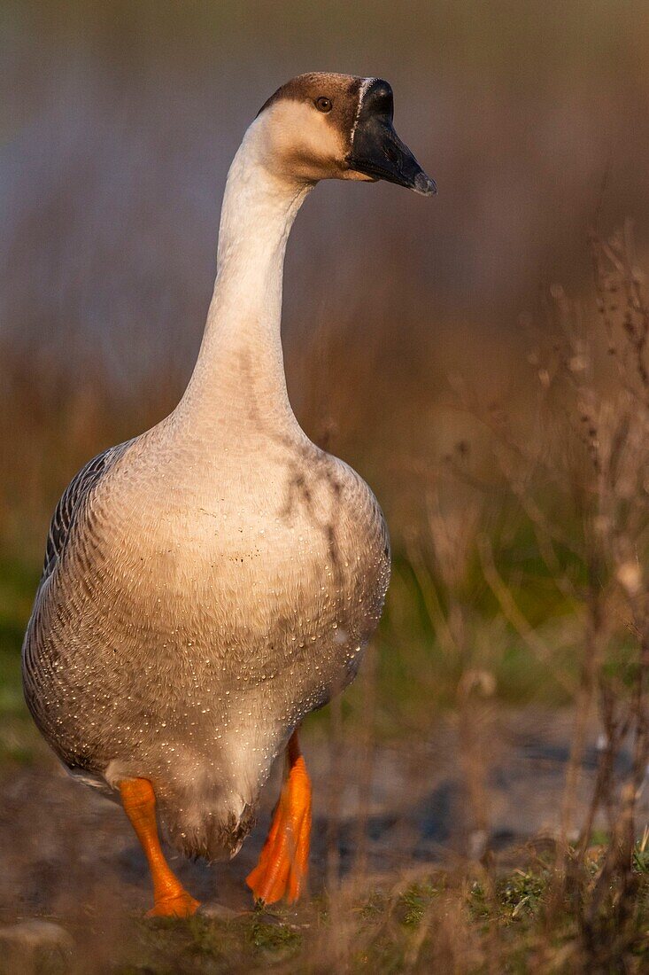 Frankreich,Somme,Baie de Somme,Le Crotoy,Crotoy Sumpf,Schwan Gans (Chinesische Gans, Perlgans, Anser cygnoides) entkam von einem Bauernhof und fand Zuflucht im Crotoy Sumpf