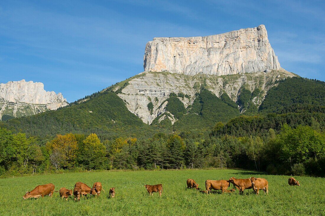 Frankreich,Isere,Massif du Vercors,Trieves,Herde von Limousin-Kühen vor dem Mont Aiguille