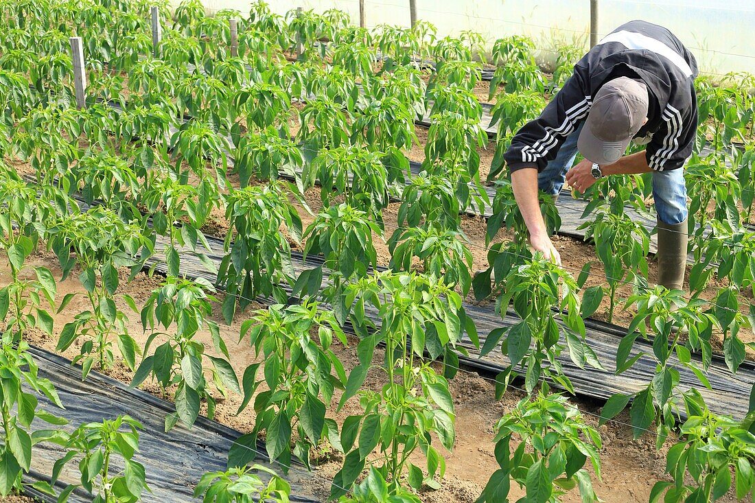 France,Landes,Sort en Chalosse,field of sweet peppers of the Landes under greenhouses