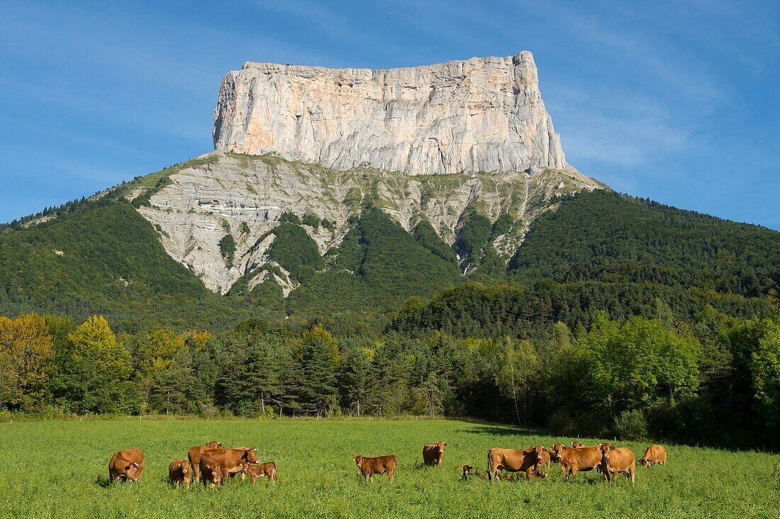 Frankreich,Isere,Massif du Vercors,Trieves,Herde von Limousin-Kühen vor dem Mont Aiguille